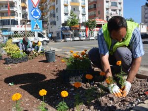 Siverek Bu Yaz Lavanta Ve Gül Kokacak