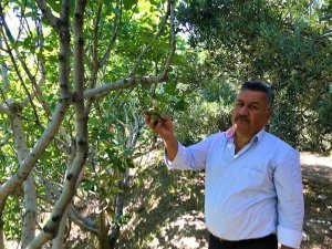 İ̇lekleme İncirde Lezzeti Ve Kaliteyi Yükseltiyor