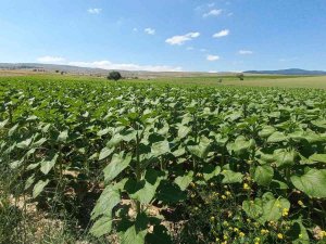 Afyonkarahisar’da Ayçiçeklerde Yüksek Verim Bekleniyor