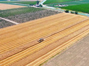Bir Zamanların Pamuk Diyarı Artık Tropik Meyvelerle Anılıyor