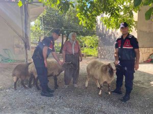 Kaybolan Koyunlarını Jandarma Buldu