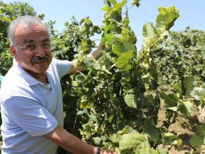 Ordu’da Fındık Dalda Kalmıyor