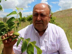 Bu Beldede Her Hanenin Bir Dikili Ağacı Var