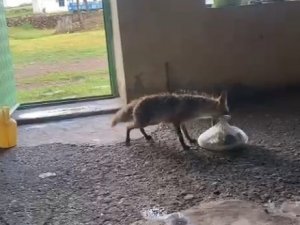 Karslı Vatandaş Tilkiyi Her Gün Elleriyle Besliyor