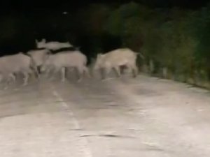Domuz Sürüsü Araçlara Aldırış Etmedi Karşıya Geçti