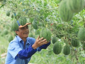 Çinli Emlak Şirketinden Karpuz Karşılığı Ev Satışı