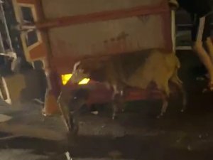 Kurbanlıkları Taşıyan Kamyonet Devrildi, 15 Hayvan Telef Oldu