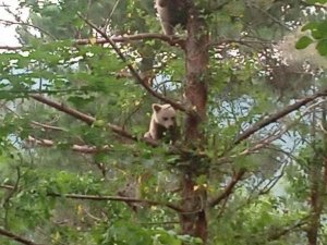 Ağaca Çıkan Yavru Ayılar Vatandaşlar Tarafından Görüntülendi
