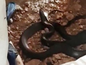 2 Metrelik Karayılanı Korkutmak İçin Torpil Attılar