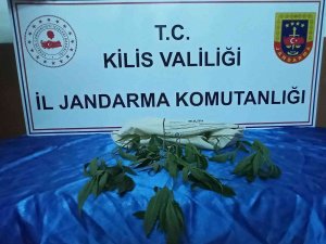 Kilis’te Uyuşturucu Operasyonu