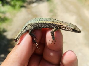 Kmü’lü Akademisyen Yen Bir Canlı Türü Keşfetti