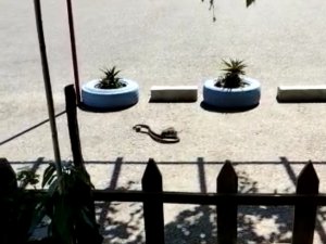 Farenin Yavrusunu Kapan Yılanla Mücadelesi