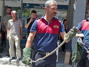 Park Halindeki Motosikletten Yılan Çıktı