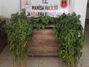 Sulama Kanalında 87 Kök Kenevir Ele Geçirildi
