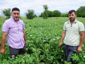 Patates Üretiminde Yüzde 20 Artış