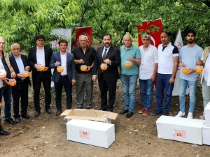 Yalova’da Akdeniz Meyve Sineği İle Biyoteknik Mücadele