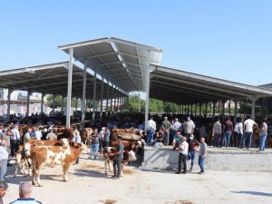 Canlı Hayvan Pazarı Bayram Öncesi Açık Olacak