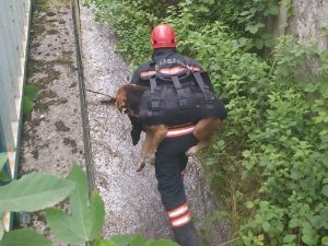Derede Mahsur Kalan Köpeği İtfaiye Eri Sırtında Taşıdı