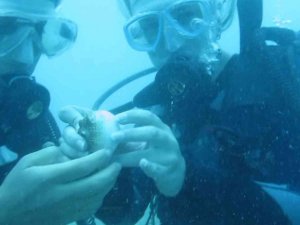 Antalya’da Deniz Suyu Sıcaklığı Arttı, Balon Balıklarının ‘Şirinler’ Sürüsü Kıyıyı İşgal Etti