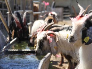 Elazığ’da Kurbanlıklar Pazara İndi