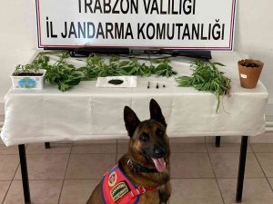 Evinin Bahçesinde Kenevir Yetiştiren Yaşlı Adam Yakalandı