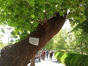 Ağaçlara Asılan Notlarla Doğaya, Canlıya Saygı Ve Çevre Kirliliğine Dikkat Çekildi