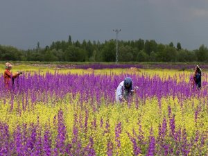 Bozkır’da Açan Çiçekler Bayburt’a Renk Kattı