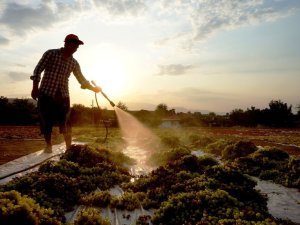 Sarıgöl’de Tarım İşçi Ücretleri Belirlendi
