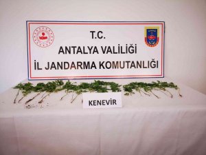 Bahçesinde Kenevir Ekimi Yapan Şüpheli Yakalandı