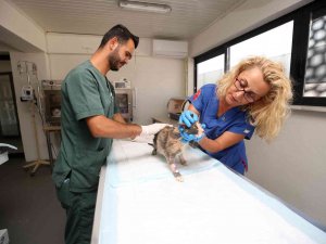 Nilüfer’de Hasta Ve Yaralı Sokak Kedilerine Donanımlı Klinik