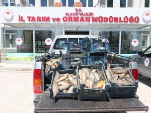 Elazığ’da Kaçak Avlanan 84 Kişiye 350 Bin Lira Ceza