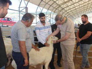 Kilis’te Kurban Pazarı Denetlendi