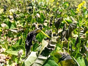 Gümüşhane’yi Temmuz Ayında Don Vurdu