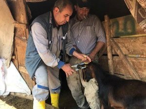 Aslanapa’da Küçükbaş Hayvanlarda Küpeleme Ve Aşılama Çalışması