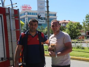 Ağaçta Mahsur Kalan Yavru Kedinin Yardımına İtfaiye Yetişti