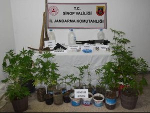 Sinop’ta Yasa Dışı Kenevir Yetiştiren 2 Şahıs Yakalandı
