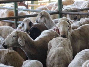 Malatya Hayvan Pazarında Kurbanlıklar Hazır, Alıcılarını Bekliyor