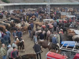 Çekerek’te Kurbanlıklar Alıcılarını Bekliyor