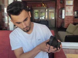 Kedilerin Yaraladığı Nesli Tükenmekte Olan ’Kelaynak’ Koruma Altına Alındı