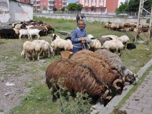 Kars’ta Kurban Pazarı Kuruldu
