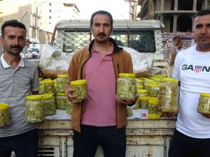 Kanser Hastalığına İyi Geldiği Tespit Edilen Uçkun Bitkisinin Turşusu Yapıldı