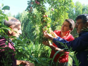 Unesco Dünya Miras Listesinde Bulunan Hevsel Bahçelerinde Erik Hasadı