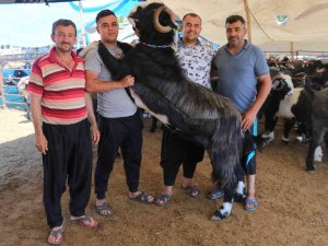 187 Kiloluk "Paşa" Kurban Pazarının Gözdesi Oldu