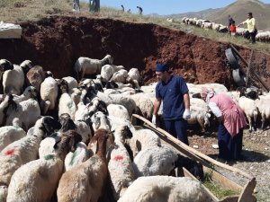 Hakkari’de Kurbanlıklar Sağlık Taramasından Geçirildi