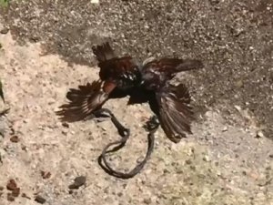 Çatıdan Düşen Minik Serçe, Başka Bir Serçenin Çabalarıyla Hayata Tutundu