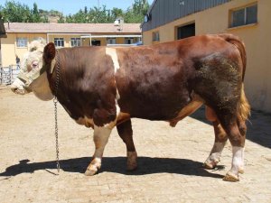 1 Ton 200 Kiloluk ’Kral’ Alıcısını Bekliyor