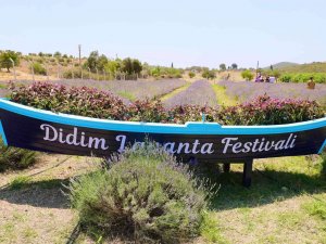 Didim Lavanta Festivali İçin Gün Sayıyor