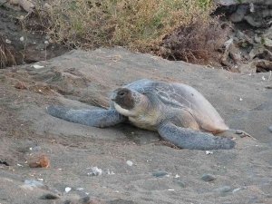 Mersin’de 4 Bine Yakın Caretta Caretta Yuvası Tespit Edildi