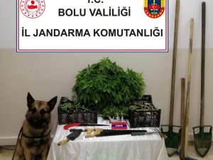 Bolu’da, 350 Kök Kenevir Yakalandı: 2 Gözaltı