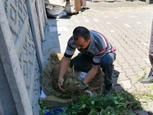 Yaralı Karaca Koruma Altına Alındı